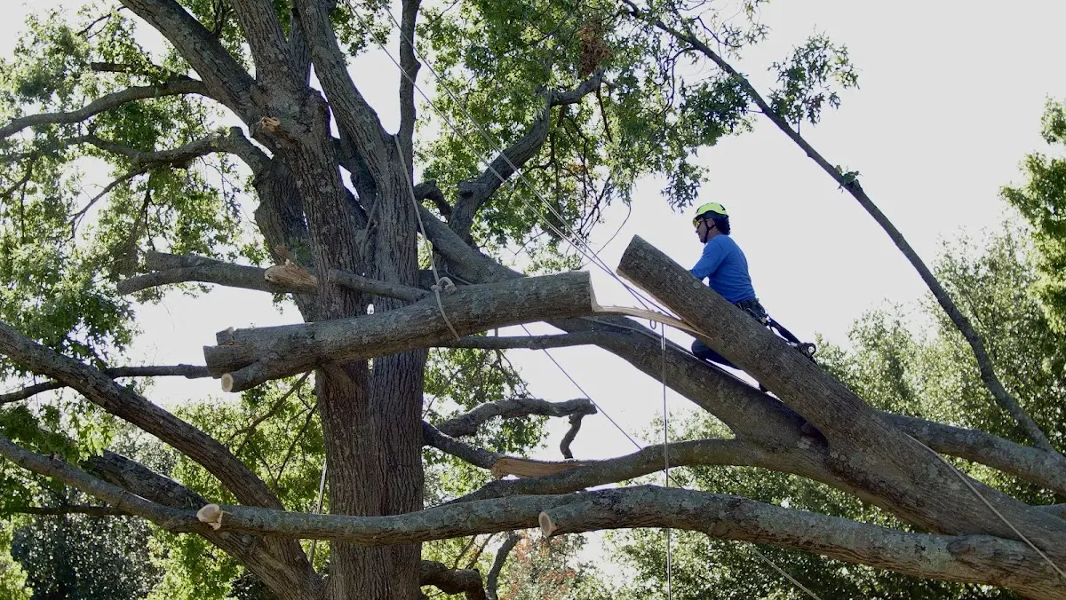 Professional Crown Thinning performed by certified arborists in Owensville
