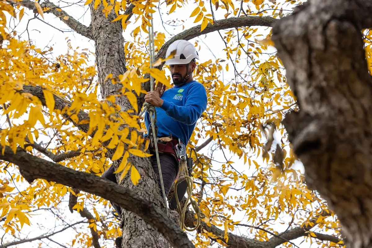 Skilled Tree Planing crew working in Owensville